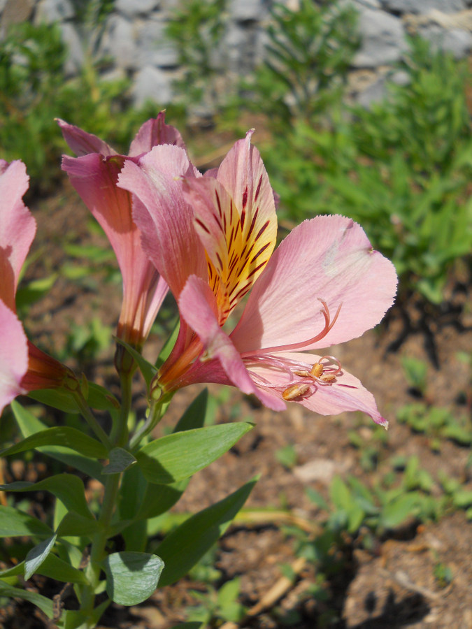 Изображение особи род Alstroemeria.