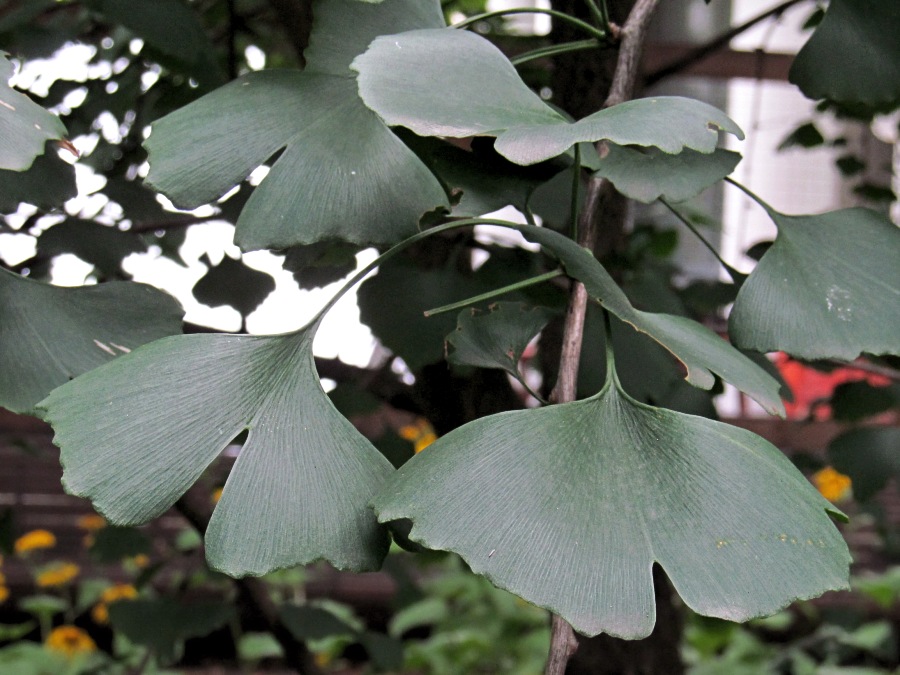 Image of Ginkgo biloba specimen.