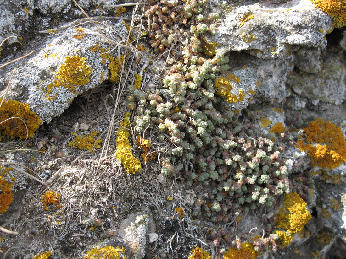 Image of Sedum acre specimen.