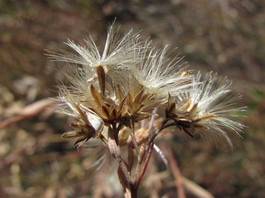 Image of Galatella dracunculoides specimen.