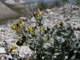 Linaria cretacea