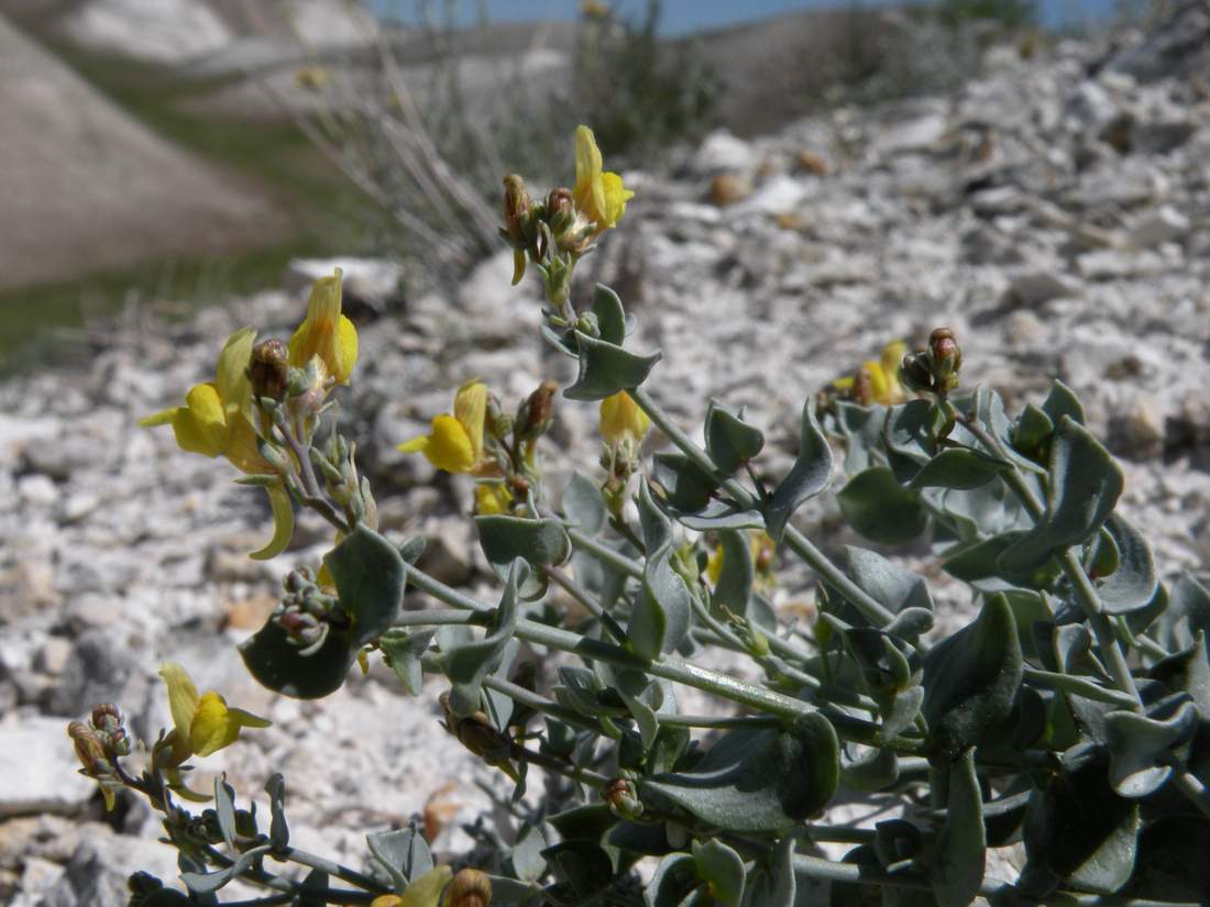 Image of Linaria cretacea specimen.