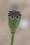 Papaver laevigatum