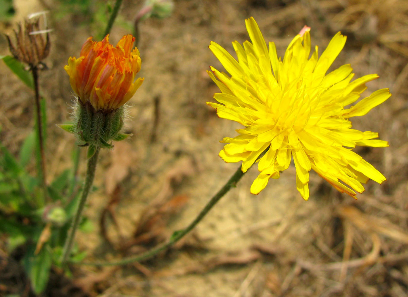 Изображение особи Crepis rhoeadifolia.