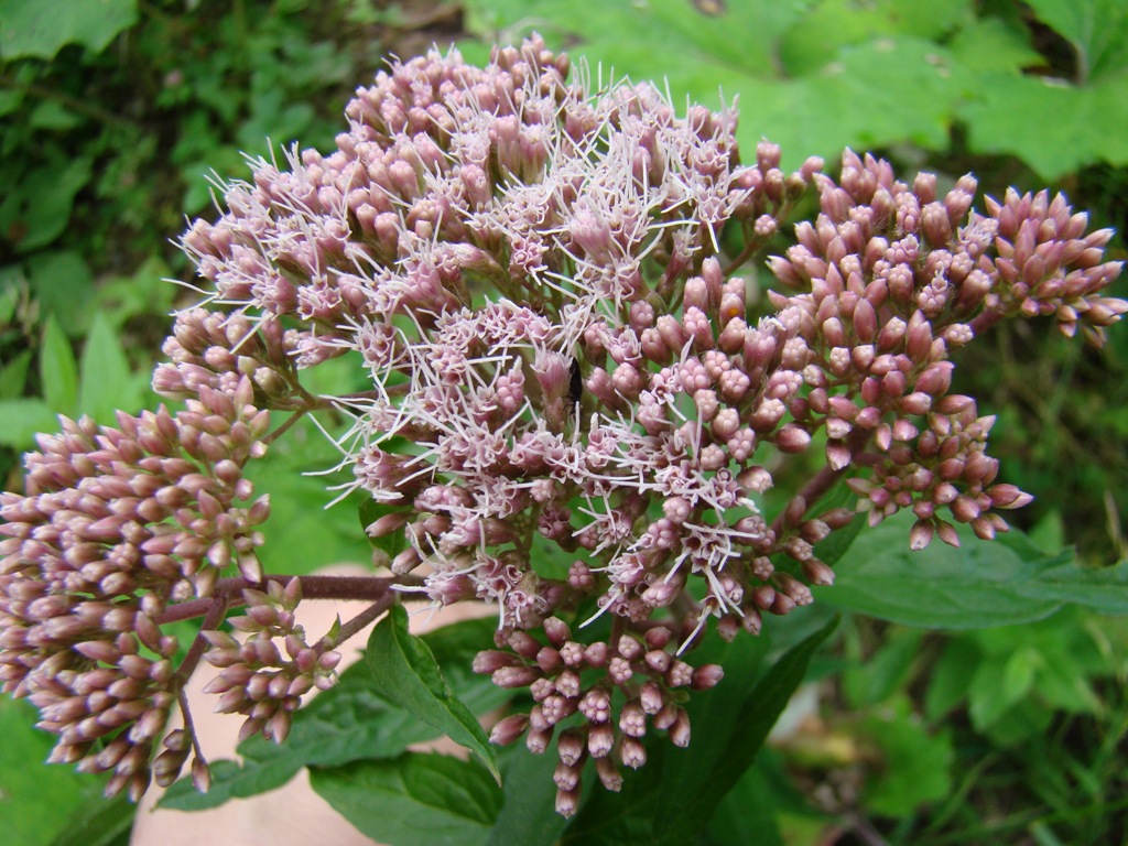 Изображение особи Eupatorium cannabinum.