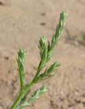 Corispermum orientale