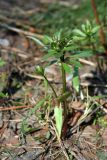 Ranunculus cassubicus