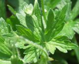 Geranium palustre