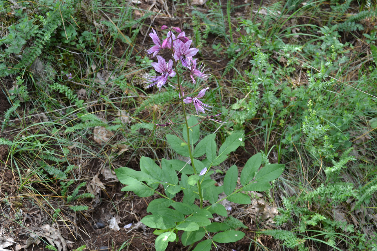 Изображение особи Dictamnus gymnostylis.