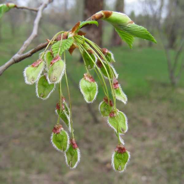 Image of Ulmus laevis specimen.