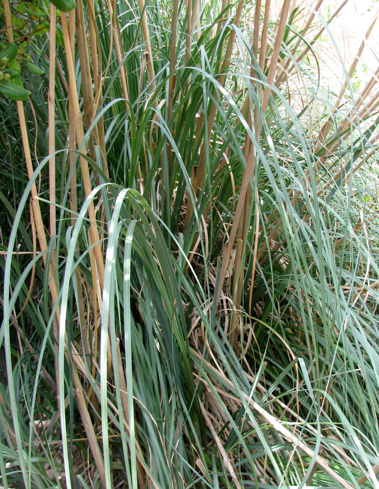 Изображение особи Cortaderia selloana.