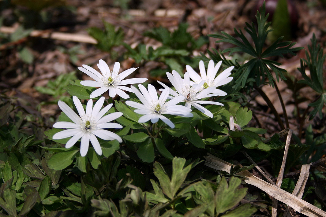 Image of Anemone raddeana specimen.