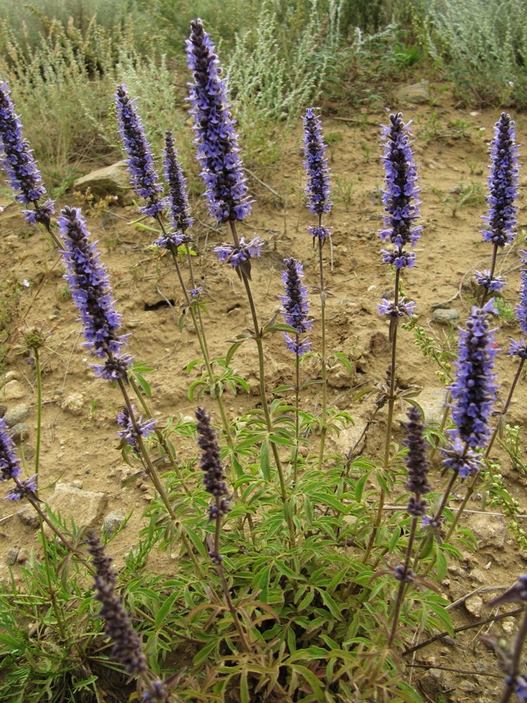 Изображение особи Schizonepeta multifida.