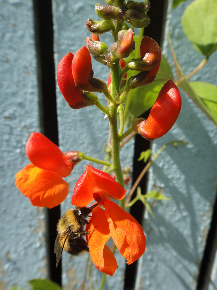 Изображение особи Phaseolus coccineus.