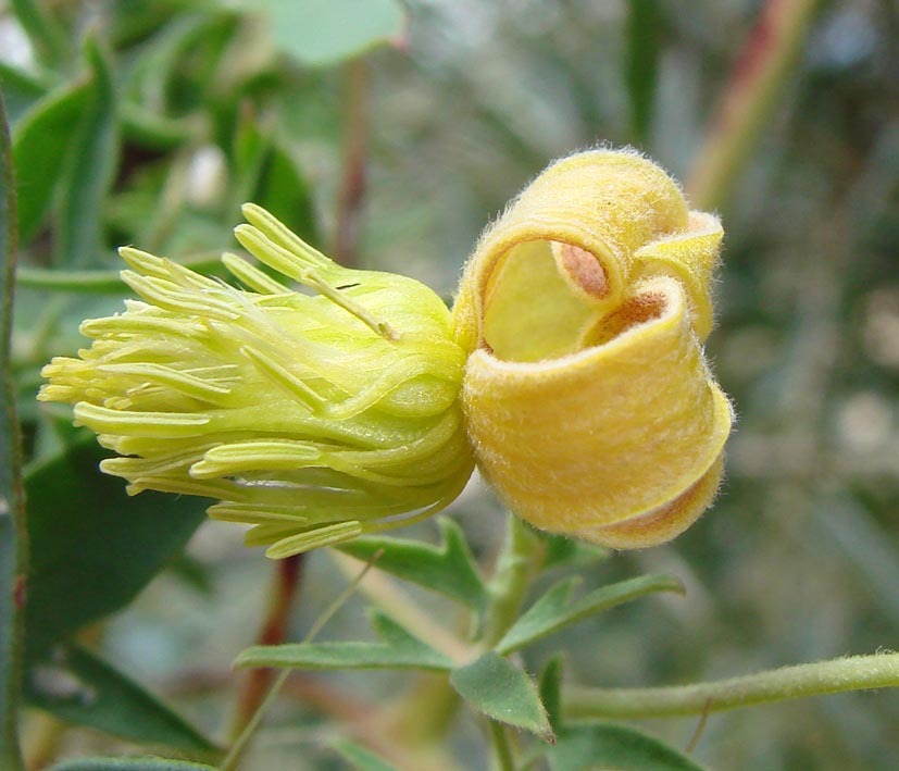 Image of Clematis orientalis specimen.