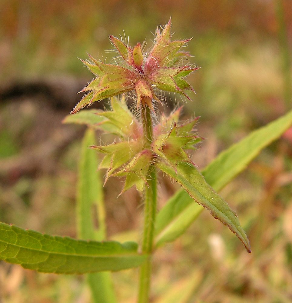 Image of Stachys aspera specimen.