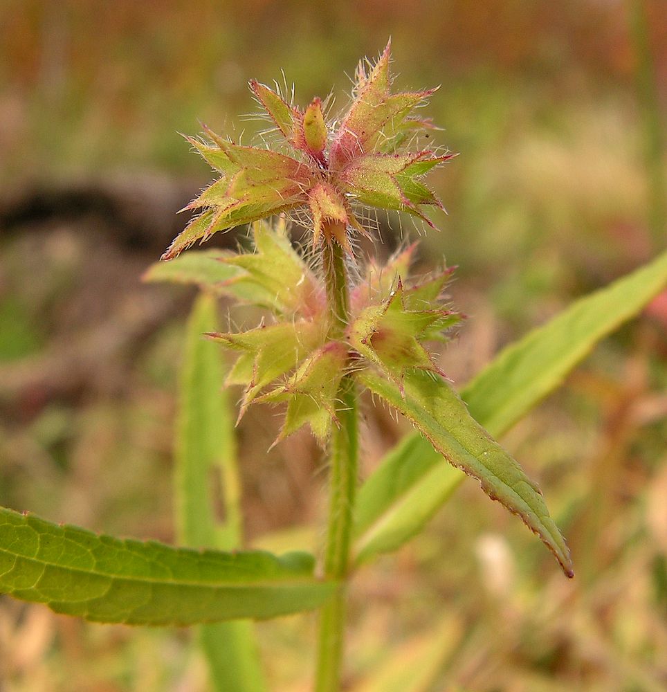 Изображение особи Stachys aspera.