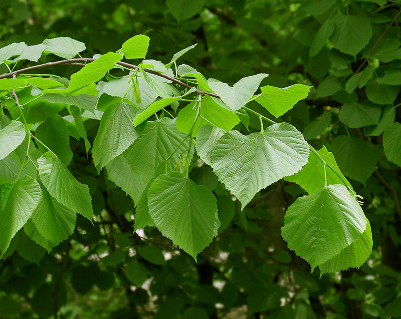 Image of Tilia platyphyllos specimen.