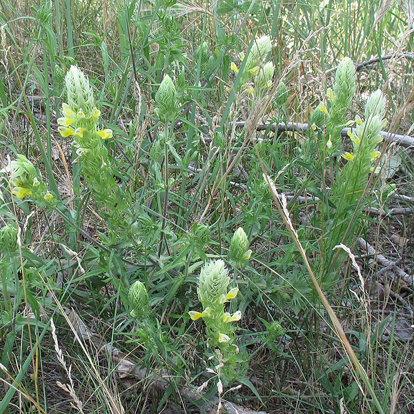 Image of Melampyrum argyrocomum specimen.