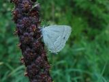 Veratrum nigrum