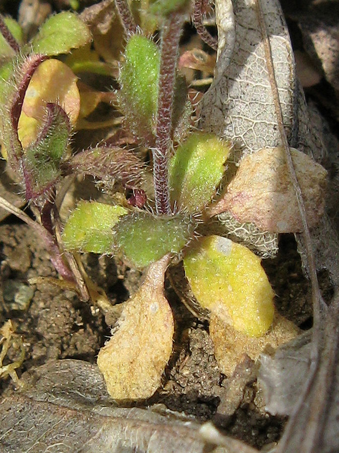 Image of Draba muralis specimen.