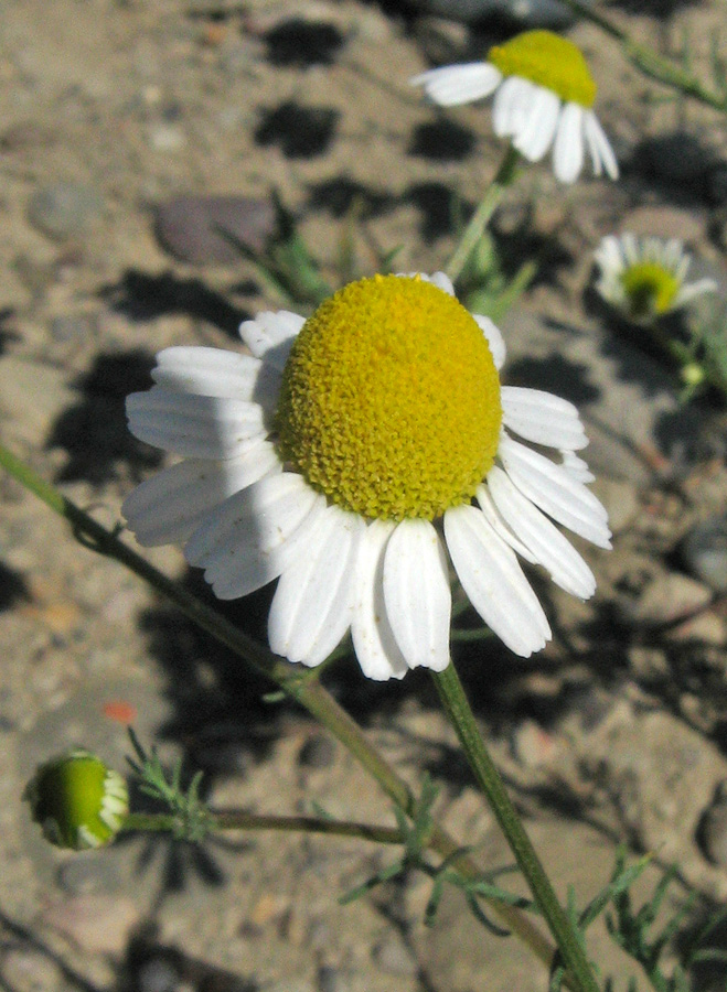 Изображение особи Tripleurospermum inodorum.