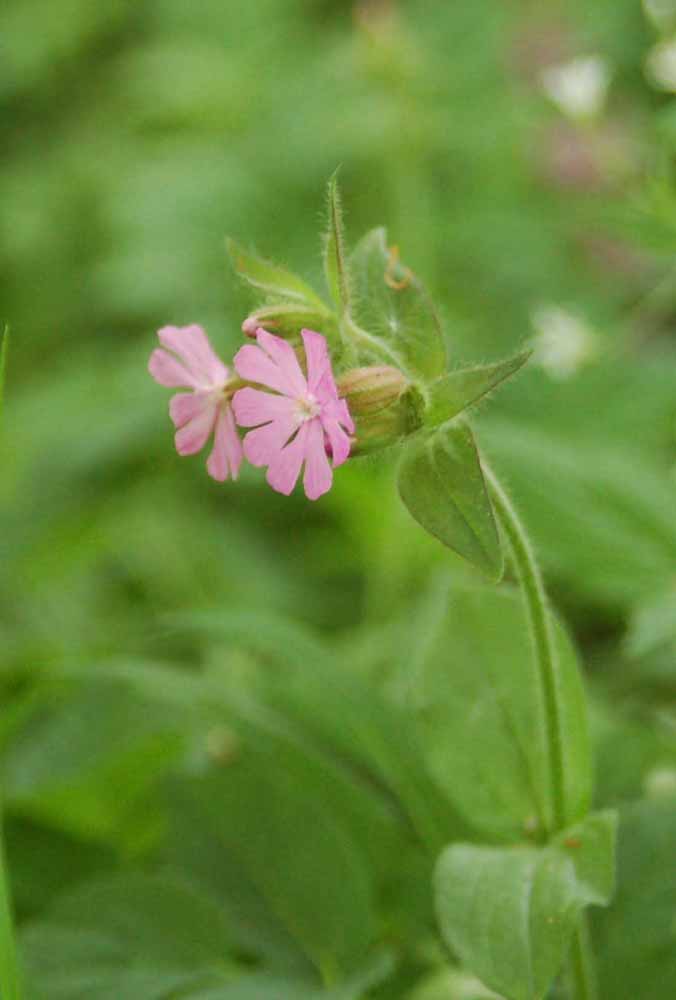 Изображение особи Melandrium dioicum.