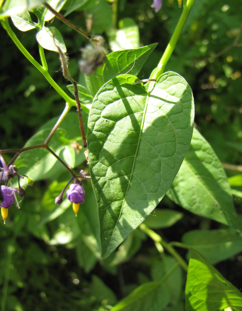 Image of Solanum dulcamara specimen.