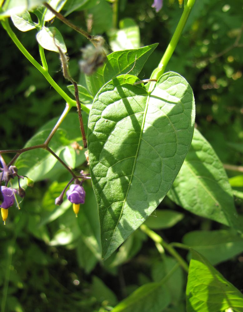 Изображение особи Solanum dulcamara.