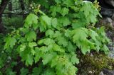 Acer campestre. Ветви с соцветиями. Нагорный Карабах, Мартакертский р-н, окр. с. Колатак. 10.05.2013.