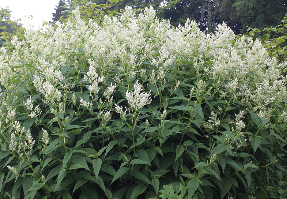 Горец изменчивый фото. Горец изменчивый (Polygonum polymorpha). Персикария polymorpha. Горец изменчивый семена. Горец изменчивый Polygonum polymorpha описание.