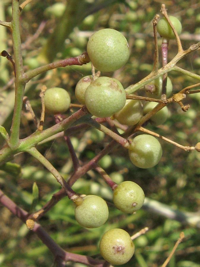 Image of Crambe aspera specimen.