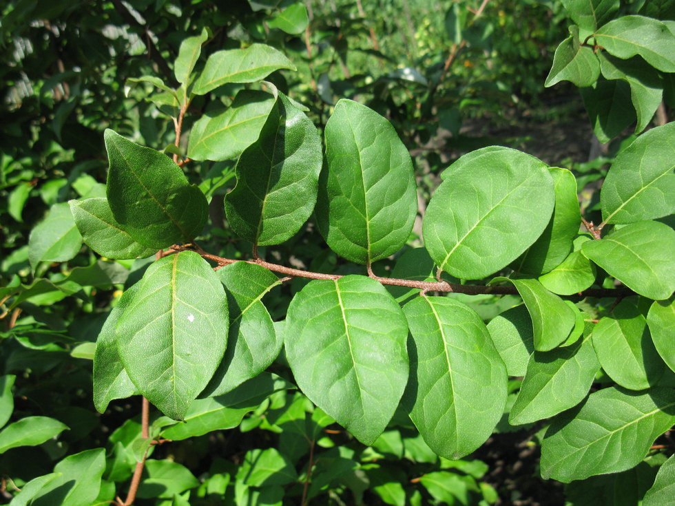 Image of Elaeagnus multiflora specimen.