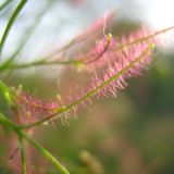 Cotinus coggygria