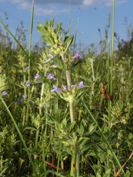 Image of Ziziphora acinos specimen.