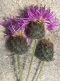 Centaurea ossethica