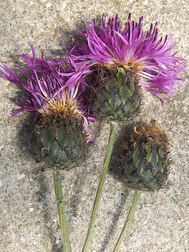 Изображение особи Centaurea ossethica.