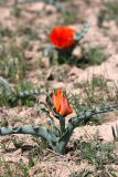 Tulipa borszczowii. Цветущие растения. Южный Казахстан, городище Сауран. 09.04.2013.