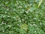 Torilis japonica. Цветущие растения. Чувашия, г. Шумерля, городской парк. 25 июля 2013 г.