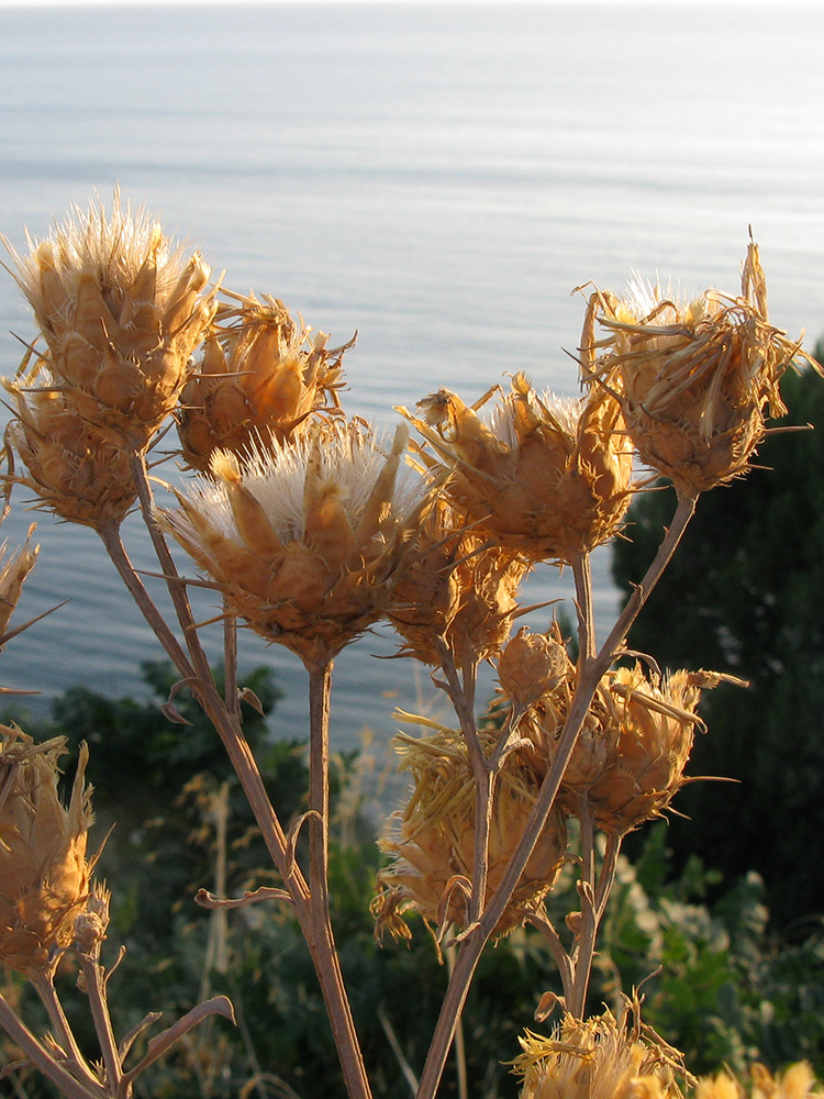 Image of Centaurea salonitana specimen.