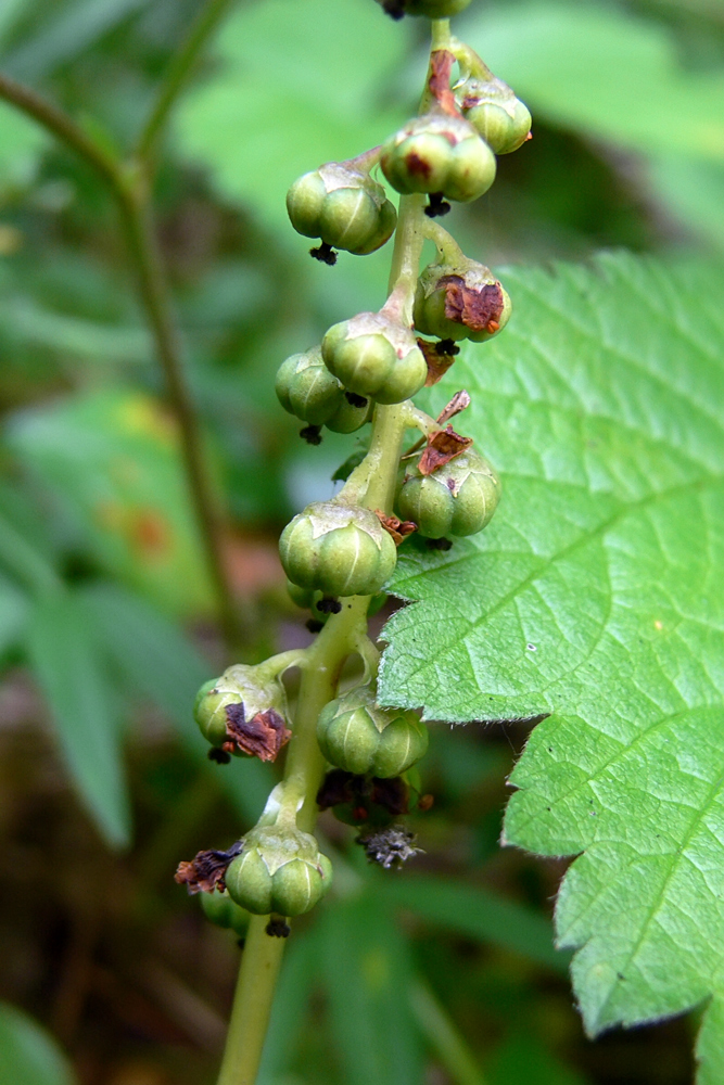 Изображение особи Pyrola minor.