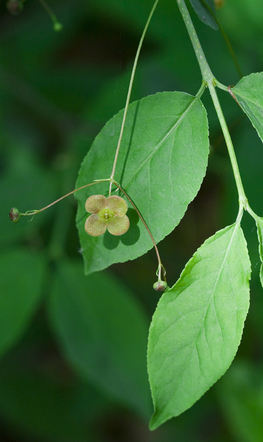 Image of Euonymus verrucosus specimen.