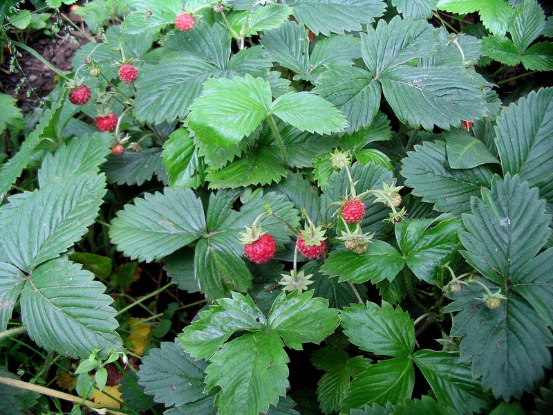 Изображение особи Fragaria vesca.