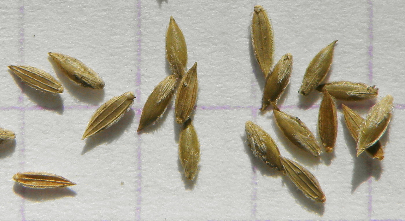 Image of Digitaria sanguinalis specimen.