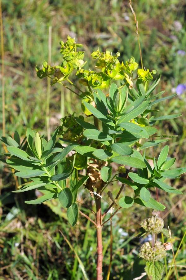 Image of Euphorbia latifolia specimen.