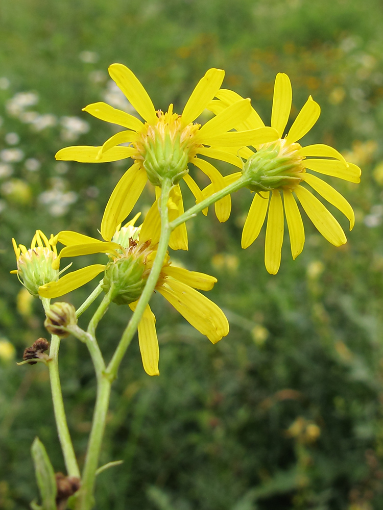 Изображение особи Senecio grandidentatus.