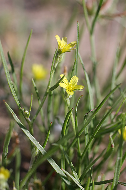 Image of Koelpinia linearis specimen.