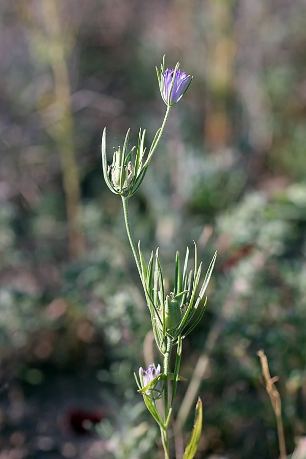 Image of Nigella integrifolia specimen.