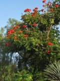 Spathodea campanulata. Крона цветущего дерева. Испания, Канарские о-ва, Тенерифе, Пуэрто-де-ла-Крус (Puerto de la Cruz), в городском озеленении. 7 марта 2008 г.
