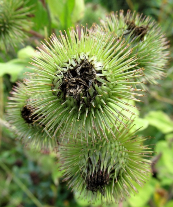 Изображение особи Arctium lappa.